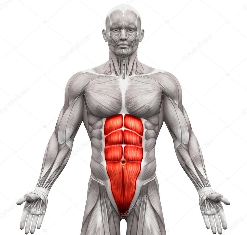 Rectus abdominis