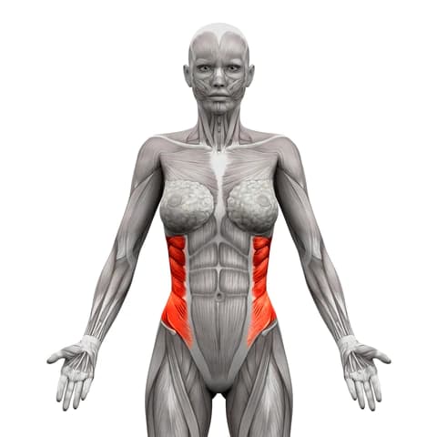 Internal and external obliques
